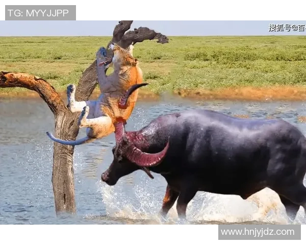 N龙勇士迎战河内水牛展开激烈较量争夺胜利荣耀与未来希望